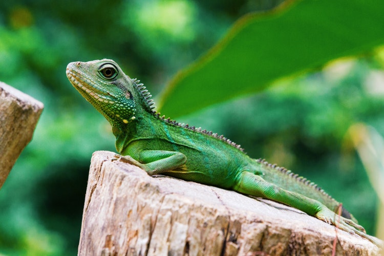la iguana2